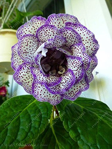 100 Pcs Gloxinia Plant, Seed sinningia Gloxinia Bonsai, Charming Gloxinia Flower