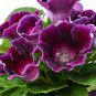 100 Pcs Gloxinia Plant, Seed sinningia Gloxinia Bonsai, Charming Gloxinia Flower