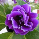 100 Pcs Gloxinia Bonsai Sinningia Gloxinia Flower Bonsai