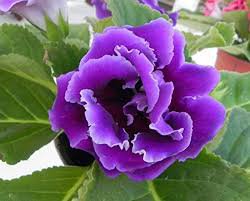 100 Pcs Gloxinia Bonsai Sinningia Gloxinia Flower Bonsai