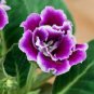 100 Pcs Gloxinia Bonsai Sinningia Gloxinia Flower Bonsai