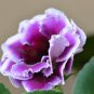 100 Pcs Gloxinia Bonsai Sinningia Gloxinia Flower Bonsai