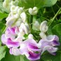 20 Pcs Snail Vine Seeds Wisteria Snail Vine Flores Bonsai