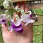 20 Pcs Snail Vine Seeds Wisteria Snail Vine Flores Bonsai