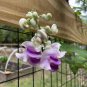 20 Pcs Snail Vine Seeds Wisteria Snail Vine Flores Bonsai