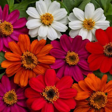 100 Pcs Profusion Single-Flowered Zinnia Seed Collection