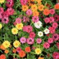 100 Pcs Profusion Single-Flowered Zinnia Seed Collection