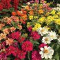 100 Pcs Profusion Single-Flowered Zinnia Seed Collection