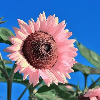 20 Pcs Pink sunflower seeds.Perennial indoor flower plant seeds
