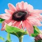 20 Pcs Pink sunflower seeds.Perennial indoor flower plant seeds