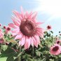 20 Pcs Pink sunflower seeds.Perennial indoor flower plant seeds