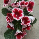 200 Pcs Imported Gloxinia Plant
