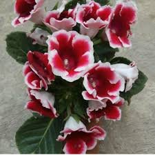200 Pcs Imported Gloxinia Plant