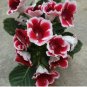 200 Pcs Imported Gloxinia Plant