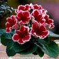 200 Pcs Imported Gloxinia Plant