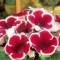 200 Pcs Imported Gloxinia Plant