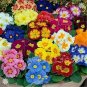 100 Pcs Rare Primrose Seeds Easy Planting flower semillas