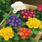 100 Pcs Rare Primrose Seeds Easy Planting flower semillas