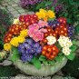 100 Pcs Rare Primrose Seeds Easy Planting flower semillas