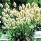 100 Pcs Purple Rare Rabbit's Tail Grass Seeds