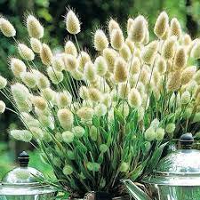 100 Pcs Purple Rare Rabbit's Tail Grass Seeds