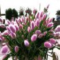 100 Pcs Purple Rare Rabbit's Tail Grass Seeds