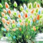 100 Pcs Purple Rare Rabbit's Tail Grass Seeds