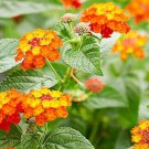50 Pcs Lantana Camara Flower Seeds 50 Pcs Lantana Camara Flower Seeds