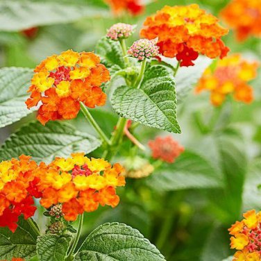 50 Pcs Lantana Camara Flower Seeds