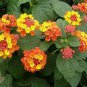 50 Pcs Lantana Camara Flower Seeds