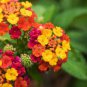 50 Pcs Lantana Camara Flower Seeds