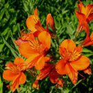 100 Pcs Alstroemeria seeds Peruvian Lily Alstroemeria Inca Bandit Princess lily