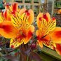 100 Pcs Alstroemeria seeds Peruvian Lily Alstroemeria Inca Bandit Princess lily