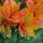 100 Pcs Alstroemeria seeds Peruvian Lily Alstroemeria Inca Bandit Princess lily