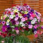 200 Pcs Imported Beautiful Hanging Bonsai Petunia