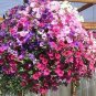 200 Pcs Imported Beautiful Hanging Bonsai Petunia