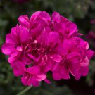 10 Pcs Geranium 'Arctic Red' Red Violet Semidouble Petals White Stripes Big Blooms Flowers