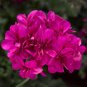 10 Pcs Geranium 'Arctic Red' Red Violet Semidouble Petals White Stripes Big Blooms Flowers