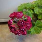10 Pcs Geranium 'Arctic Red' Red Violet Semidouble Petals White Stripes Big Blooms Flowers
