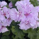 10 Pcs Geranium Light Pinkish White Double Petals with Purple Spots 10 Pcs Geranium Light Pinkish White Double Petals with Purple Spots