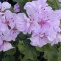 10 Pcs Geranium Light Pinkish White Double Petals with Purple Spots