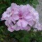 10 Pcs Geranium Light Pinkish White Double Petals with Purple Spots