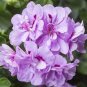 10 Pcs Geranium Light Pinkish White Double Petals with Purple Spots