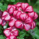 10 Pcs Geranium Whitish Light Pink Single Petals with Rose Red Edge Centre Flowers