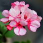 10 Pcs Geranium Whitish Light Pink Single Petals with Rose Red Edge Centre Flowers