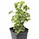 10 Pcs Geranium White Double Petals with Green Centre Ball Typed Bonsai Flowers 10 Pcs Geranium White Double Petals with Green Centre Ball Typed Bonsai Flowers