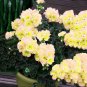 10 Pcs Geranium White Double Petals with Green Centre Ball Typed Bonsai Flowers