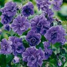 10 Pcs Geranium Mixed White Red Spot Double Petals Purple Black Stripes Flowers 10 Pcs Geranium Mixed White Red Spot Double Petals Purple Black Stripes Flowers