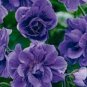 10 Pcs Geranium Mixed White Red Spot Double Petals Purple Black Stripes Flowers