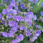 10 Pcs Geranium Mixed White Red Spot Double Petals Purple Black Stripes Flowers